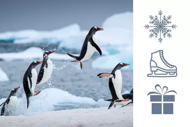penguins jumping
