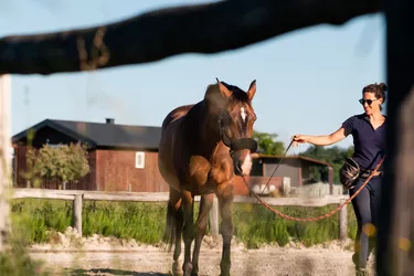 Trainer teaching horse lunge technique