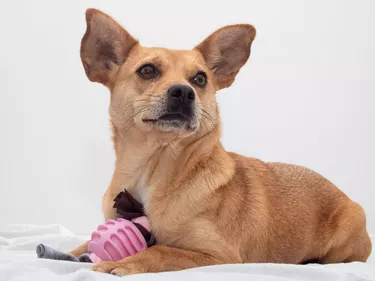 Adorable dog with toy on a white bed and looking up