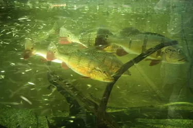 Aquarium fish in tank