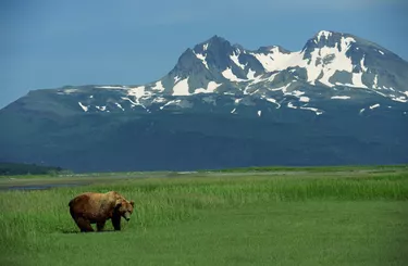 Grizzly bear in grass field , Alaska