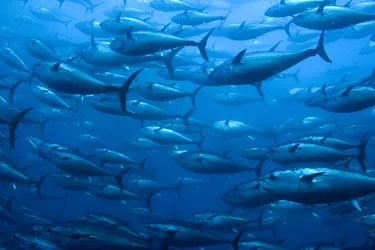 Bluefin Tuna in Net